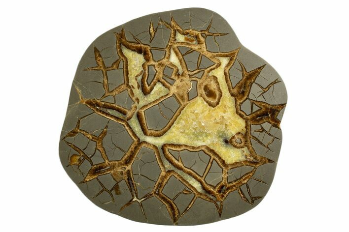 Polished Septarian Slab - Utah #338233